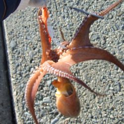 真昼のタコ