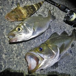 良く引きました