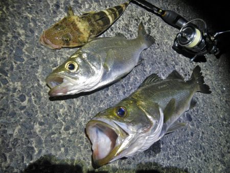 良く引きました