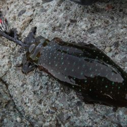 アオリイカ調査