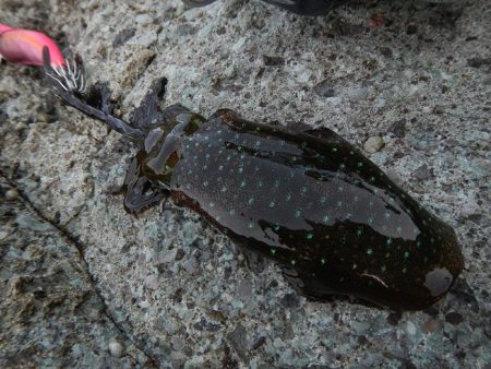 アオリイカ調査