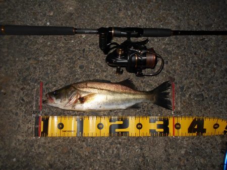 ペンシルベイトのロングステイでヒット。