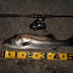 厳しい時はアルカリjr.の出番…か？。