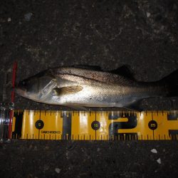 ミニカリでボウズ逃れ(^^;)。