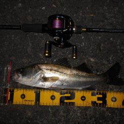 ベイトタックルで楽しんでみる。