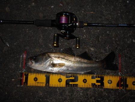 ベイトタックルで楽しんでみる。