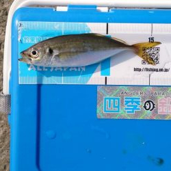 サゴシでもありがたし