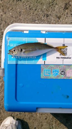 サヨリはお留守