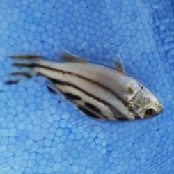 河口でちょい投げ釣り