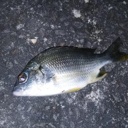 泉南周辺でウナギ釣り