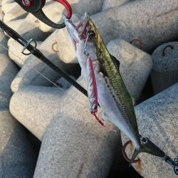 盆休み明けて初LSJ