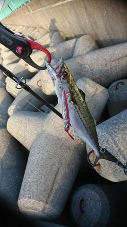 盆休み明けて初LSJ