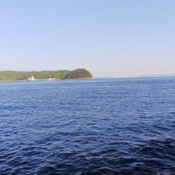 ガシラの刺身が食べたくて