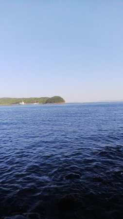 ガシラの刺身が食べたくて