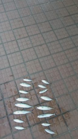 デイアジング成立！