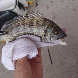 盆休みチヌ釣り特訓