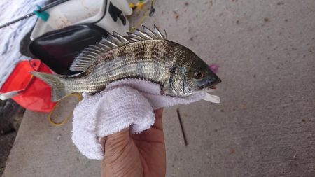 盆休みチヌ釣り特訓