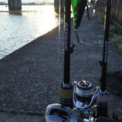 チョップカットフィッシュ