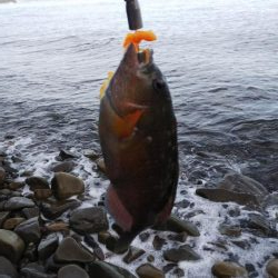 ベラしかおらんのかっ！