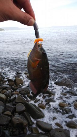 ベラしかおらんのかっ！