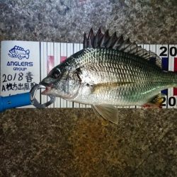 五目釣りならず