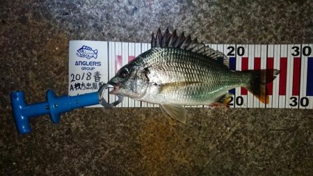 五目釣りならず