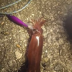 ケンサキぃょぃょスタートか!?