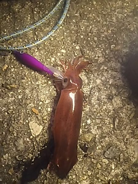 ケンサキぃょぃょスタートか！？