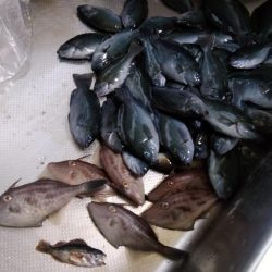 サビキ仕掛けで小グレが大漁