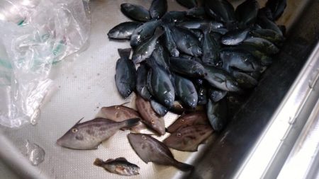 サビキ仕掛けで小グレが大漁