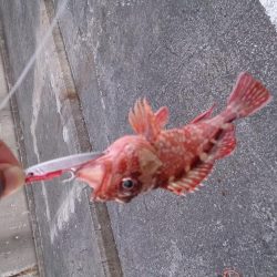 シオ釣れないけどお土産確保