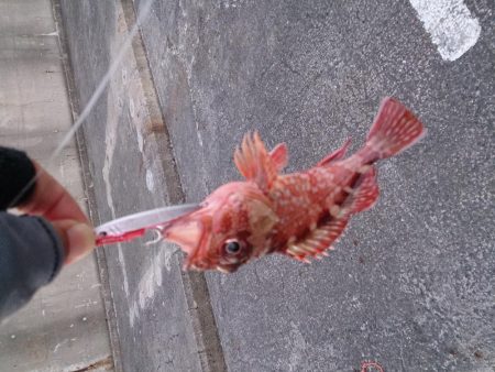 シオ釣れないけどお土産確保