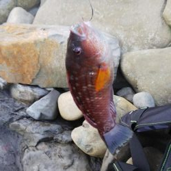 自己新！！かと思いきや