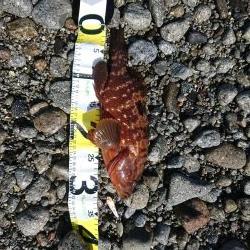 チニング&ロックフィッシュ