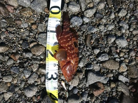 チニング&ロックフィッシュ