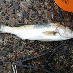 久しぶりのキス釣り