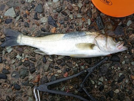 久しぶりのキス釣り
