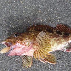 ナイトライトゲーム