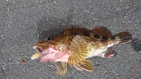 ナイトライトゲーム