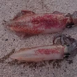 夕方からケンサキ狙い