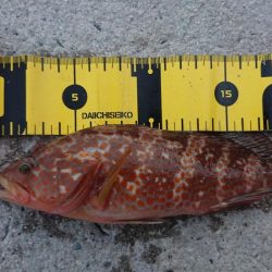 エギングでしたが……