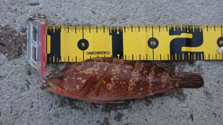 エギングでしたが……