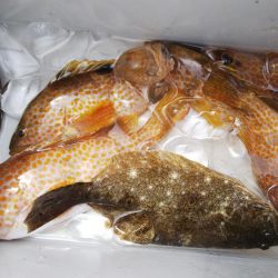 チヌ42センチ、アコウ。ヒラメ