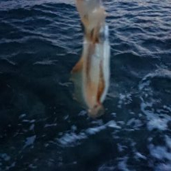 仕事終わりエギング