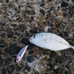 八丈島スーパーショアジギング