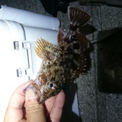 いろいろ釣れたアジング