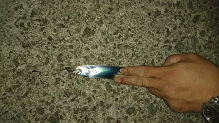 今シーズン初太刀魚❕