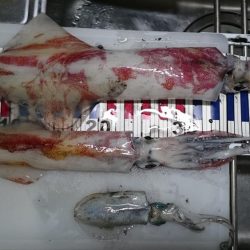 ケンサキエギング