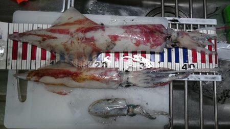 ケンサキエギング