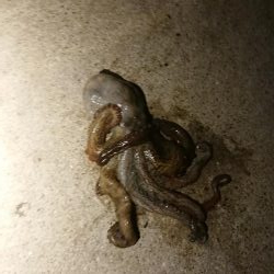 タコ釣り